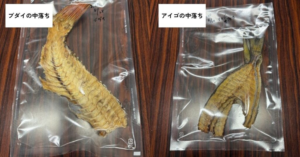 未利用魚：ブダイとアイゴ